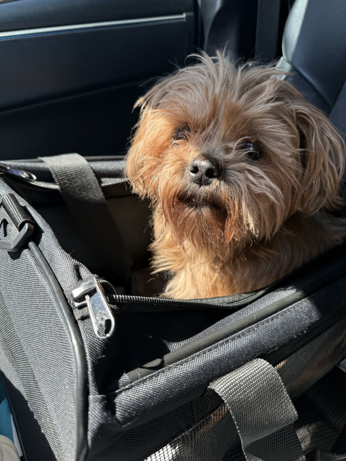 Max peeking out of his carrier