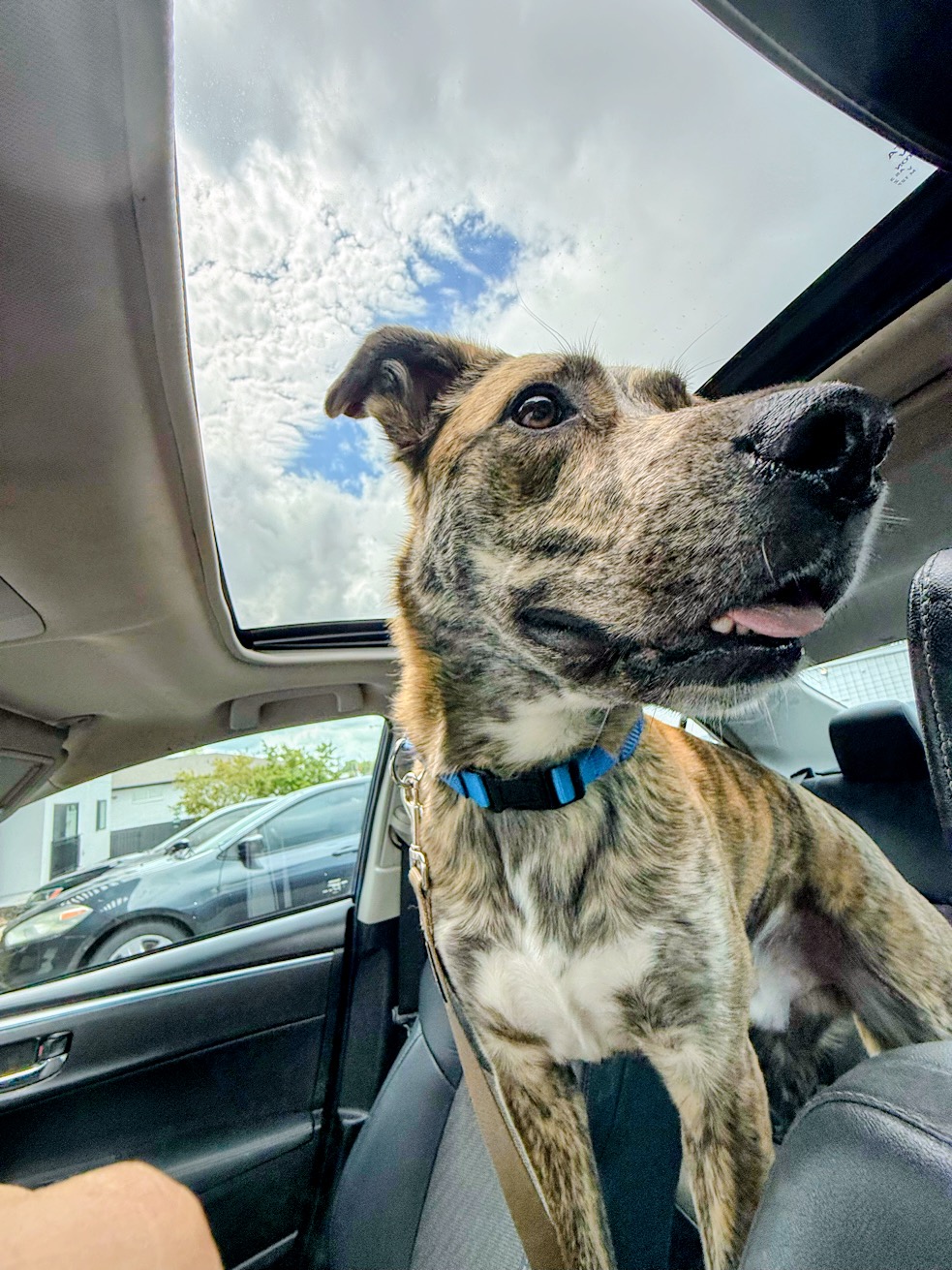 Ralph enjoying a car ride